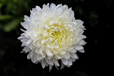 하얀 국화